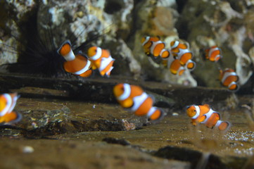 Peces tropicales