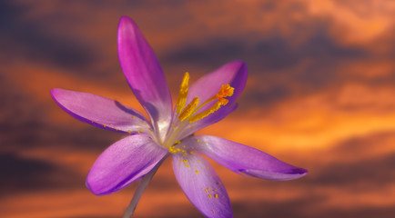 the first crocus flower in springtime