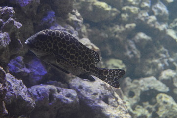 Peces tropicales
