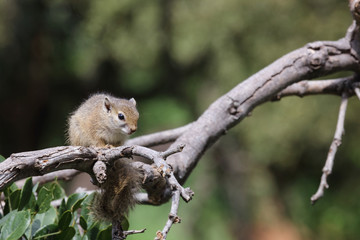 Ockerfußbuschhörnchen / Tree squirrel / Paraxerus Cepapi