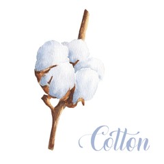 Hand drawn watercolor cotton on brunch isolated on white background. Nature realistic illustration.