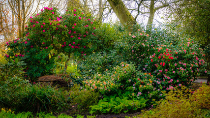 Trees and flowers in Bloom