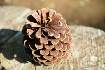 松ぼっくり　林　茨城
