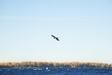 A horizontal shot of a large crow flies over the surface of the water, flapping its large wings.