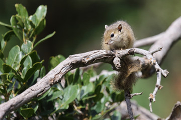Ockerfußbuschhörnchen / Tree squirrel / Paraxerus Cepapi © Ludwig