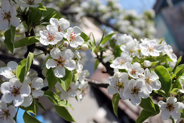 Obraz premium pink cherry blossom flower in spring time over blue sky.