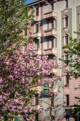 Fototapeta na wymiar Pink blossoms at early springtime in Milan