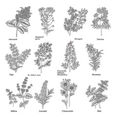 Set of medical and cosmetic herbs. Hand drawn medical plants and flowers isolated on white background. Vector illustration engraved.