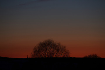 tree at sunset