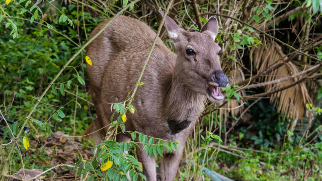  Natural deer in Thailand