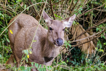  Natural deer in Thailand