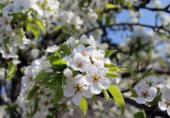 pink cherry blossom flower in spring time over blue sky.