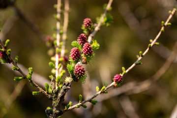Young conifer pine cone shoots isolated in a natural environment.