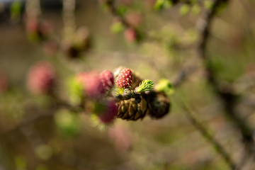 Young conifer pine cone shoots isolated in a natural environment.