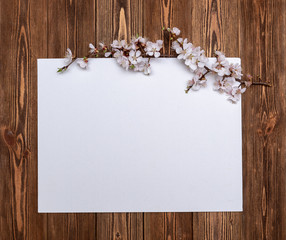 Apricot branches with flowers on a wooden background