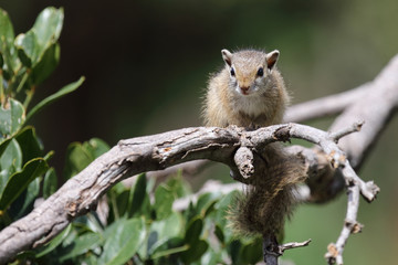 Ockerfußbuschhörnchen / Tree squirrel / Paraxerus Cepapi © Ludwig