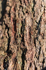 Natural brown textured confier tree bark in a rural outdoor environment.