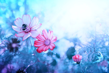 Obraz na płótnie Canvas Macro Shot of pink Cosmos flowers and bee.