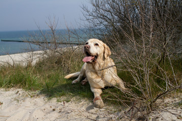 Labrador am Strand