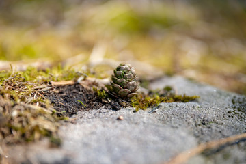 A single isolated conifer pine cone in a natural woodland environment.