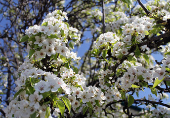 pink cherry blossom flower in spring time over blue sky.