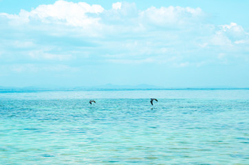 gabbiani neri volano sopra oceano