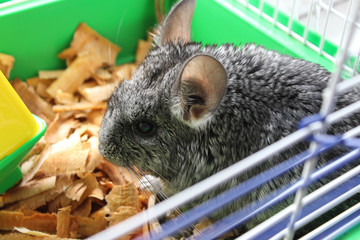 Gray chinchilla in a cage © Dubnytskaya Photo