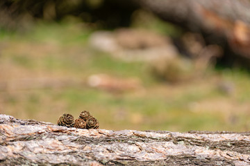 Conifer pine cones in a natural outdoor woodland environment.