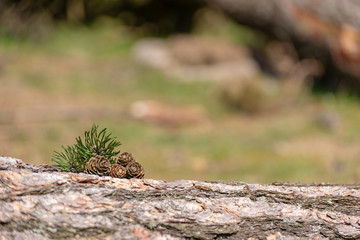Conifer pine cones in a natural outdoor woodland environment.