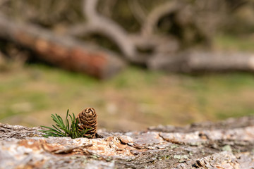 A single isolated conifer pine cone in a natural woodland environment.