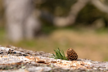 A single isolated conifer pine cone in a natural woodland environment.