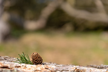 A single isolated conifer pine cone in a natural woodland environment.