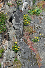 blumen und steingewächse an einer felswand