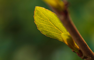 Fototapeta premium A leaf of young poplar in the sunlight