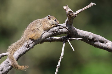 Ockerfußbuschhörnchen / Tree squirrel / Paraxerus Cepapi © Ludwig