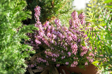 Erica darleyensis - one of the first spring plants. Pink heather flowers in a pot.