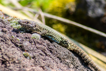 Imposante Eidechse wärmt sich in der Sonne vor ihrer Insektenjagd