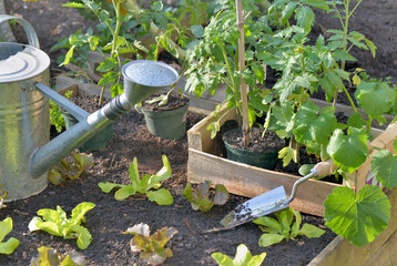 tomato plants and lettuce in a crate put on  the soil of  a vegetable garden to planting