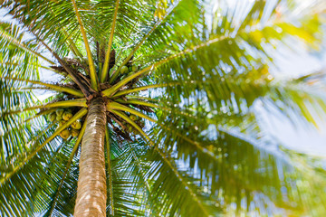 tropical coconut tree with unusual boke, background
