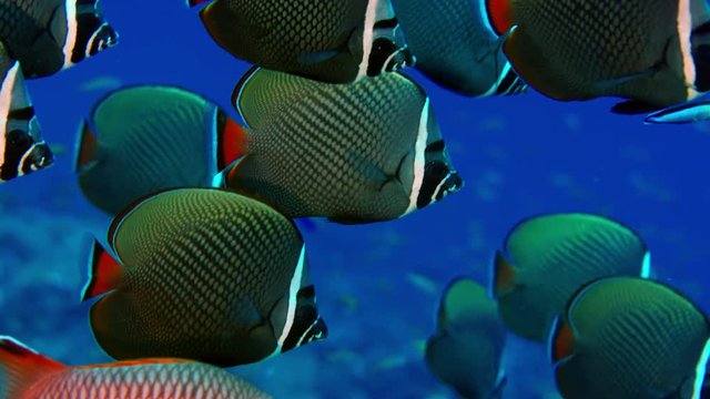 Group of redtail butterflyfish or Pakistani butterflyfish (Chaetodon collar) in a coral reef, Maldives, Indian Ocean, slow motion