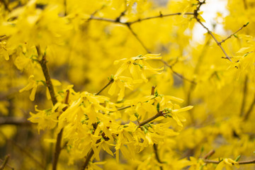 Easter tree or Forsythia blossoming