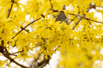 Easter tree or Forsythia blossoming