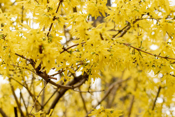 Easter tree or Forsythia blossoming