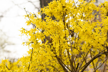 Easter tree or Forsythia blossoming