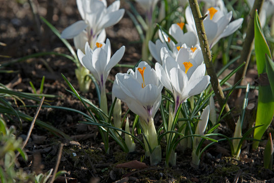 FLOWERS - white crocuses