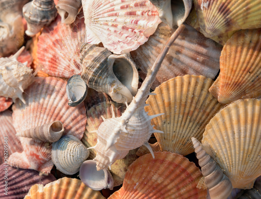 Wall mural Sea shells abstract background