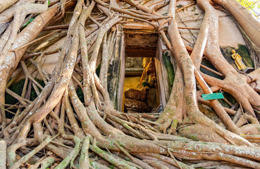 Wat Bang Kung, the old temple covered with banyan tree,thailand