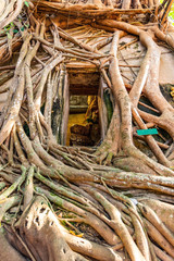 Wat Bang Kung, the old temple covered with banyan Stalker tree,thailand