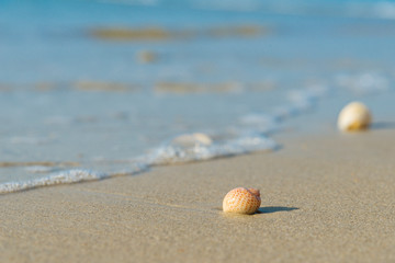 Sea shell on sandy beach