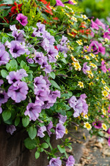 flowers in the pot outdoor
